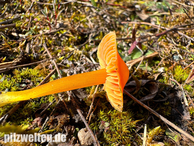 Kugelsporiger Saftling, Hygrocybe subglobispora