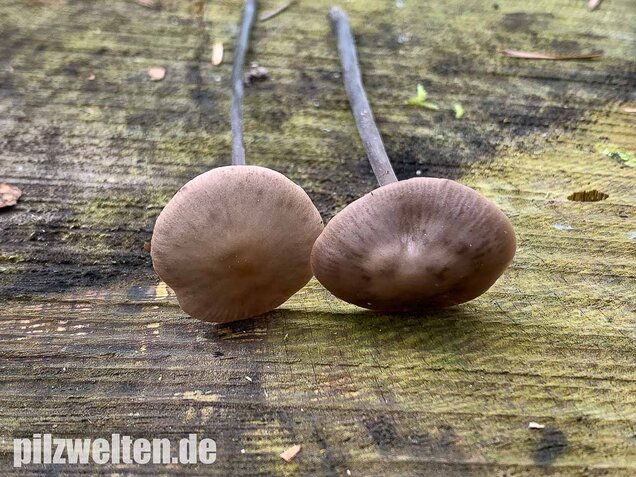 Langstieliger Knoblauchschwindling, Mycetinis alliaceus