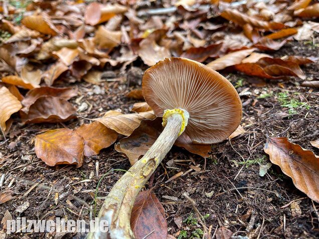 Laubholzhallimasch, Armillaria gallica