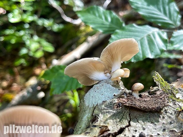 Lungenseitling, Pleurotus pulmonarius