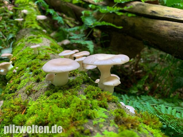 Lungenseitling, Pleurotus pulmonarius