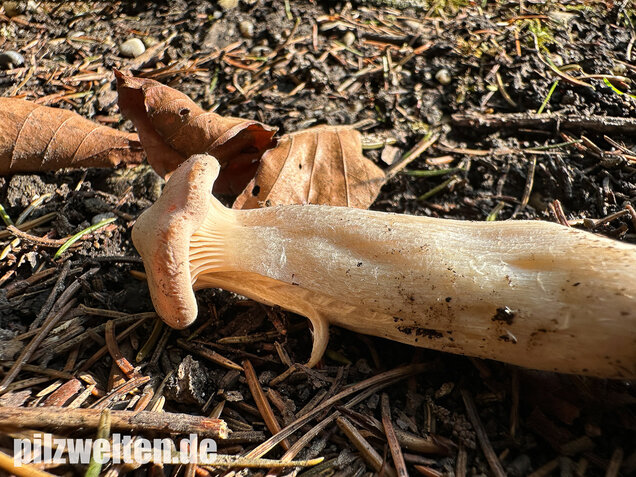 Mönchskopf, Infundibulicybe geotropa