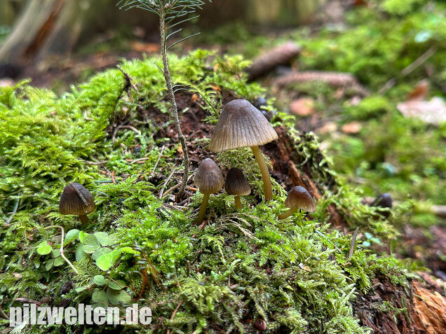 Grünschneidiger Helmling, Mycena viridimarginata