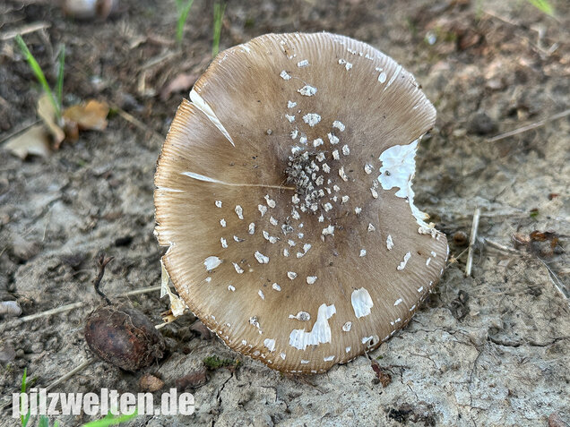 Pantherpilz, Pantherwulstling, Amanita pantherina