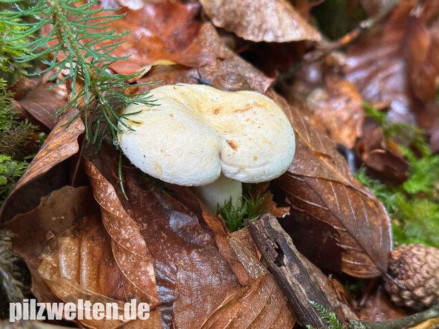Pfeffermilchling, Lactifluus piperatus