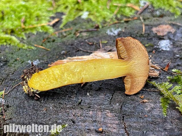 Pfefferröhrling, Chalciporus piperatus