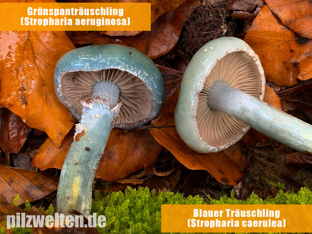Grünspanträuschling, Stropharia aeruginosa