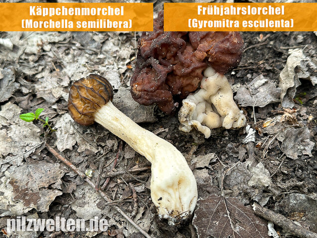 Käppchenmorchel, Morchella semilibera