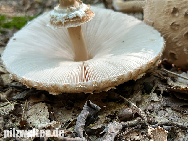 Riesenschirmling, Parasol, Macrolepiota procera