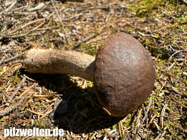 Rötender Birkenpilz, Leccinum oxydabile