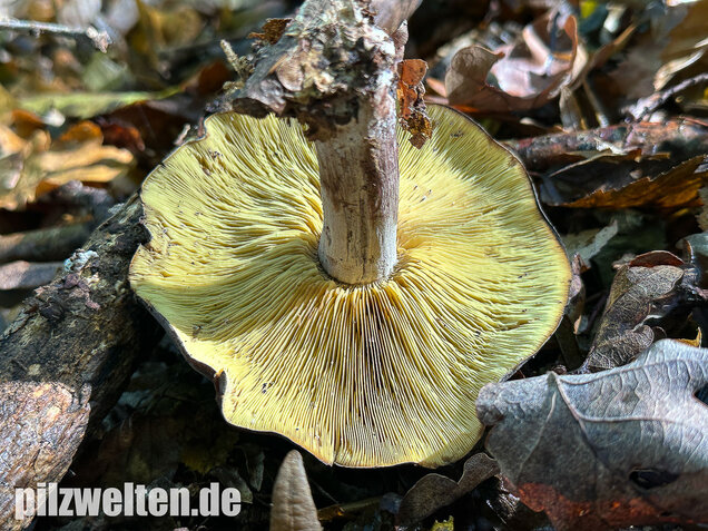 Gelbblättriger Rasling, Rötender Schönkopf, Calocybe favrei