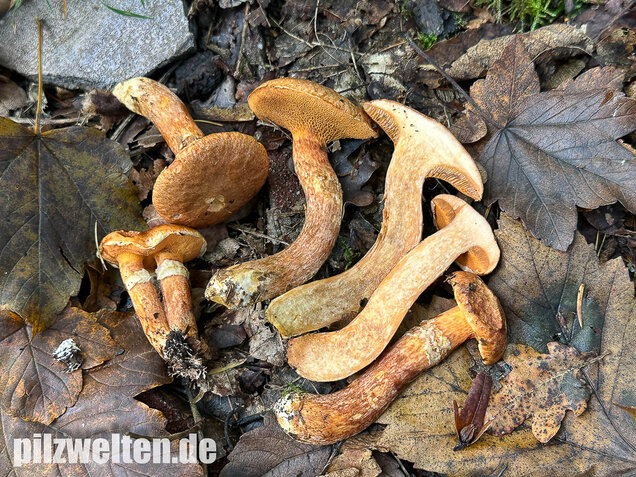 Rostroter Lärchenröhrling, Suillus tridentinus