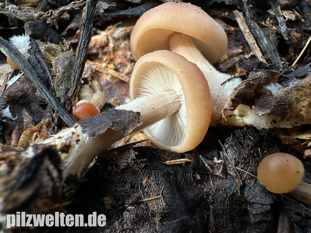 Striegeliger Rübling, Stinkender Frühlingsrübling, Gymnopus hariolorum