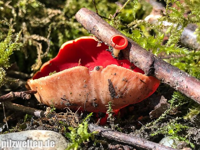 Zinnoberroter Prachtbecherling, Sarcoscypha austriaca