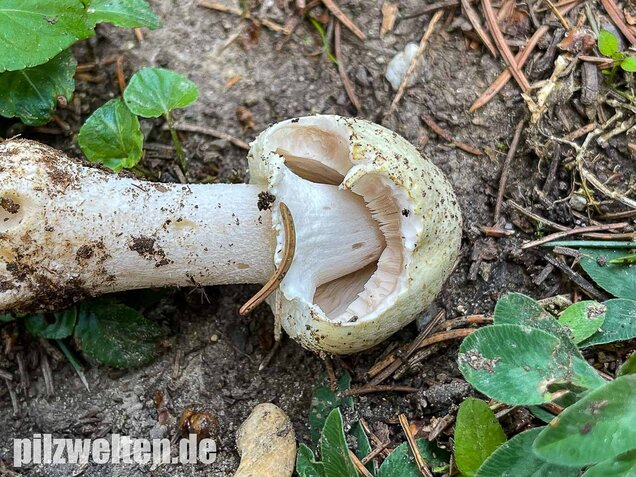 Schiefknolliger Anischampignon, Agaricus essettei