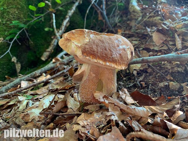 Sommersteinpilz, Boletus aestivalis