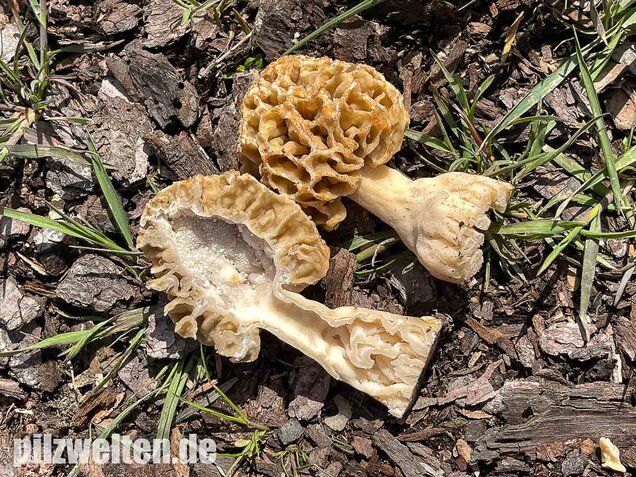 Speisemorchel, Morchella esculenta