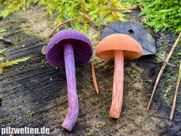 Rötlicher Lacktrichterling, Laccaria laccata