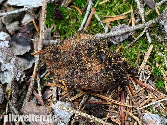 Warzige Hirschtrüffel, Elaphomyces granulatus