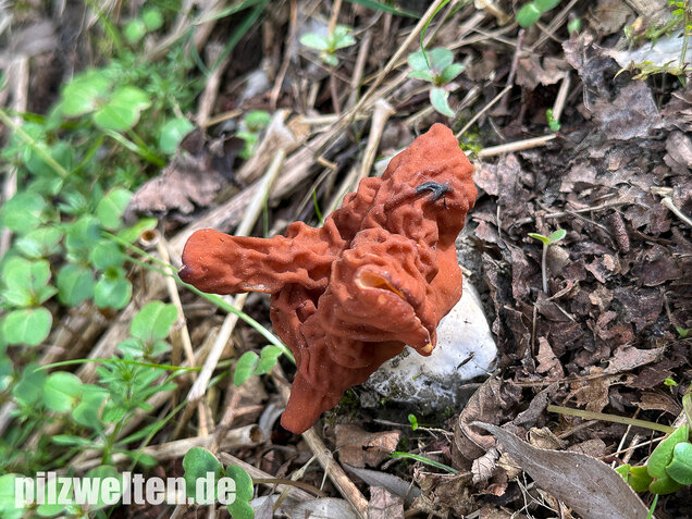 Zipfellorchel, Discina fastigiata