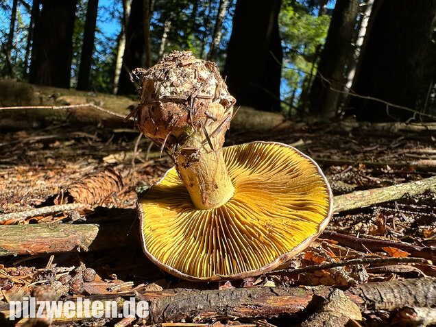 Anisklumpfuß, Cortinarius odorifer