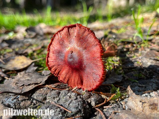 Blutroter Hautkopf, Cortinarius sanguineus