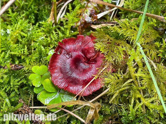 Blutroter Hautkopf, Cortinarius sanguineus