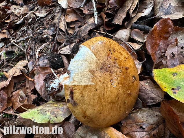 Breitknolliger Klumpfuß, Cortinarius saporatus