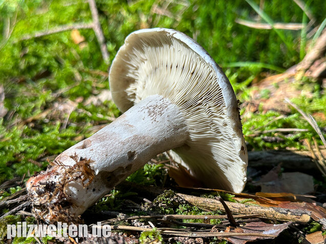 Dichtblättriger Schwärztäubling, Russula densifolia