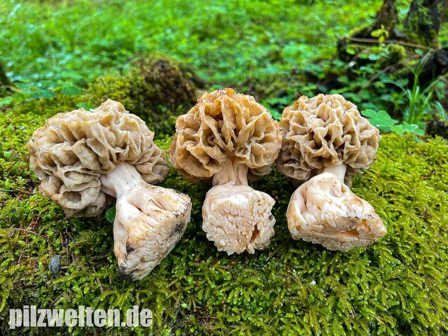 Dickfüßige Speisemorchel, Morchella crassipes