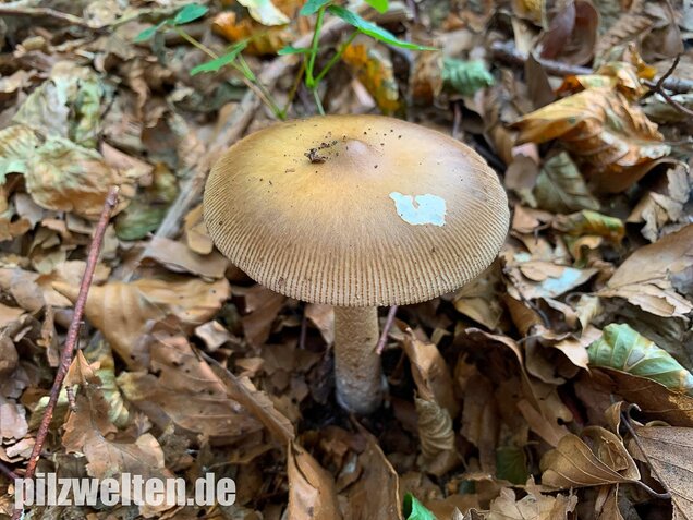 Dickscheidiger Scheidenstreifling, Amanita pachyvolvata