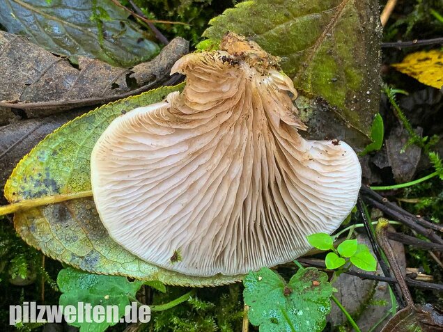 Gallertfleischiges Stummelfüßchen, Crepidotus mollis