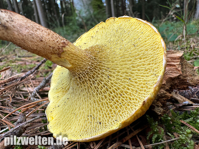 Gelber Hohlfußröhrling, Suillus cavipes var. aureus