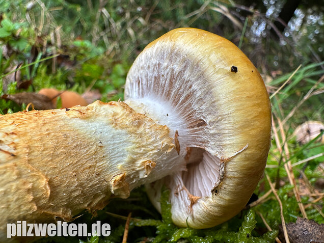 Gelbgestiefelter Schleimkopf, Phlegmacium triumphans