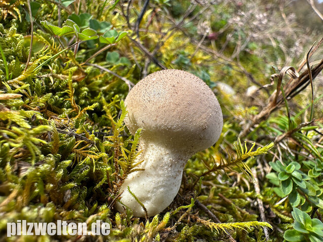 Grauer Stäubling, Trockenrasenstäubling, Lycoperdiscus lividus
