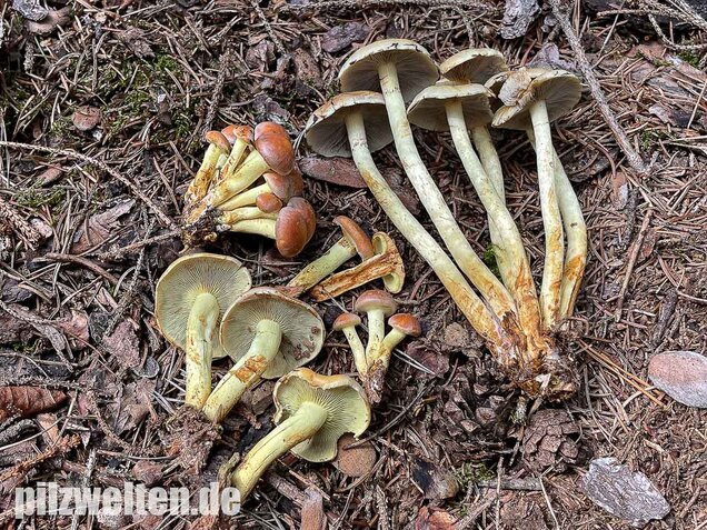 Grünblättriger Schwefelkopf, Hypholoma fasciculare