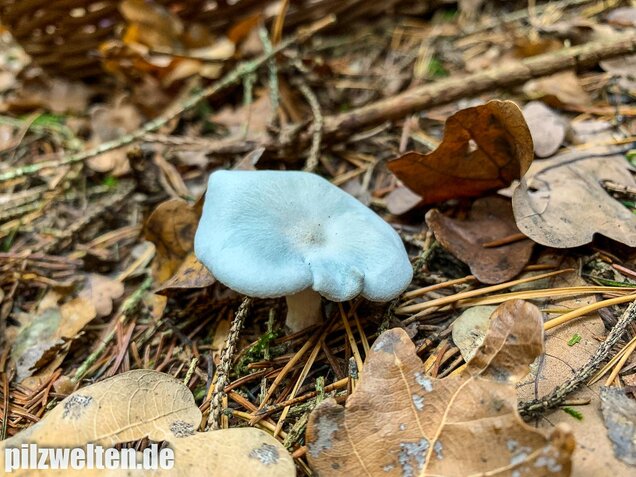 Grüner Anistrichterling, Clitocybe odora