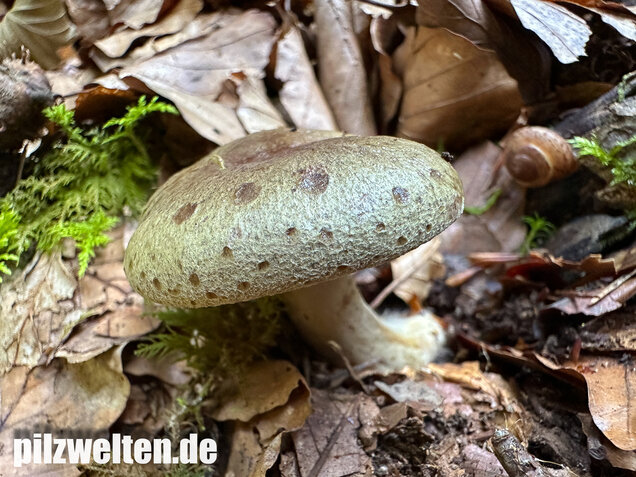Graugrüner Milchling, Lactarius blennius