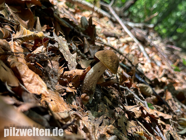 Hainbuchenraufuß, Leccinellum pseudoscabrum