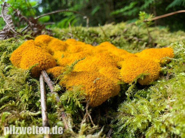 Hexenbutter, Fuligo septica