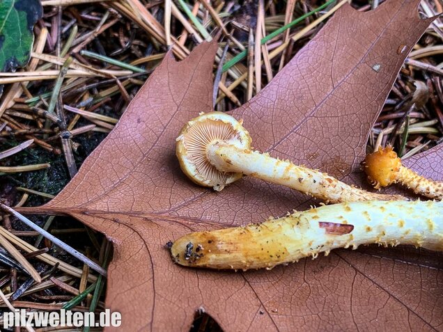 Hochthronender Schüppling, Pholiota limonella