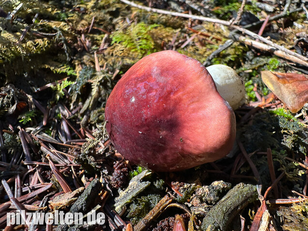 Hohlstieltäubling, Weißtannentäubling, Russula cavipes