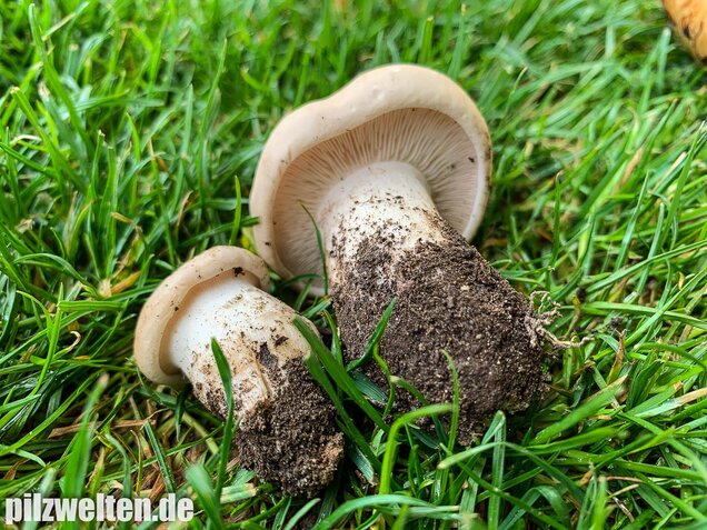 Mairitterling, Georgsritterling, Calocybe gambosa