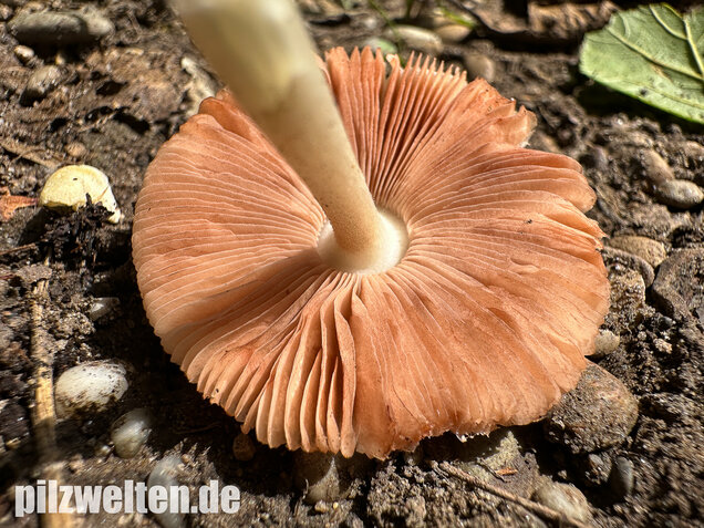 Mausgrauer Scheidling, Volvariella murinella