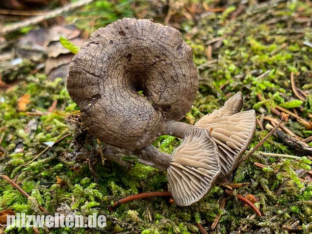Grauer Mehltrichterling, Clitocybe ditopa