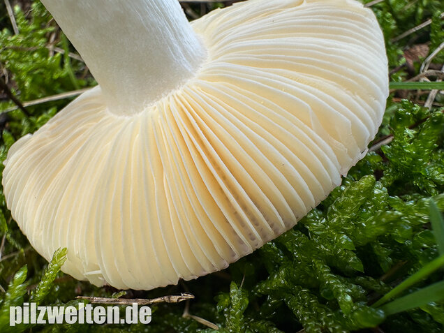 Milder Glanztäubling, Russula nitida