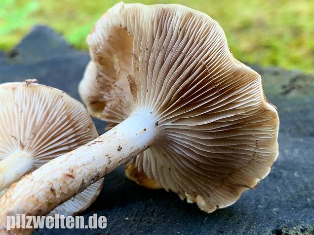 Nadelwaldschüppling, Pholiota spumosa