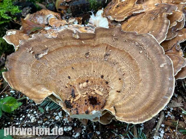 Riesenporling, Meripilus giganteus