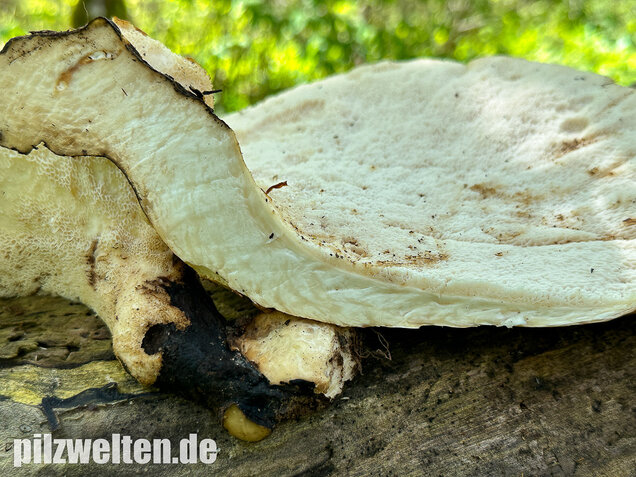 Schuppiger Porling, Cerioporus squamosus