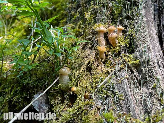 Schuppiger Sägeblättling, Neolentinus lepideus